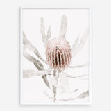 Shop Banksia I Photo Art Print a floral themed photography wall art print from The Print Emporium wall artwork collection - Buy Australian made fine art poster and framed prints for the home and your interior decor room, TPE-520-AP