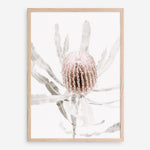 Shop Banksia I Photo Art Print a floral themed photography wall art print from The Print Emporium wall artwork collection - Buy Australian made fine art poster and framed prints for the home and your interior decor room, TPE-520-AP