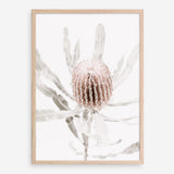 Shop Banksia I Photo Art Print a floral themed photography wall art print from The Print Emporium wall artwork collection - Buy Australian made fine art poster and framed prints for the home and your interior decor room, TPE-520-AP