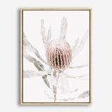 Shop Banksia I Photo Canvas Print a floral themed photography framed stretched canvas print from The Print Emporium wall artwork collection - Buy Australian made prints for the home and your interior decor space, TPE-520-CA-35X46-NF