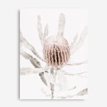 Shop Banksia I Photo Canvas Print a floral themed photography framed stretched canvas print from The Print Emporium wall artwork collection - Buy Australian made prints for the home and your interior decor space, TPE-520-CA-35X46-NF