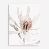 Shop Banksia I Photo Canvas Print a floral themed photography framed stretched canvas print from The Print Emporium wall artwork collection - Buy Australian made prints for the home and your interior decor space, TPE-520-CA-35X46-NF
