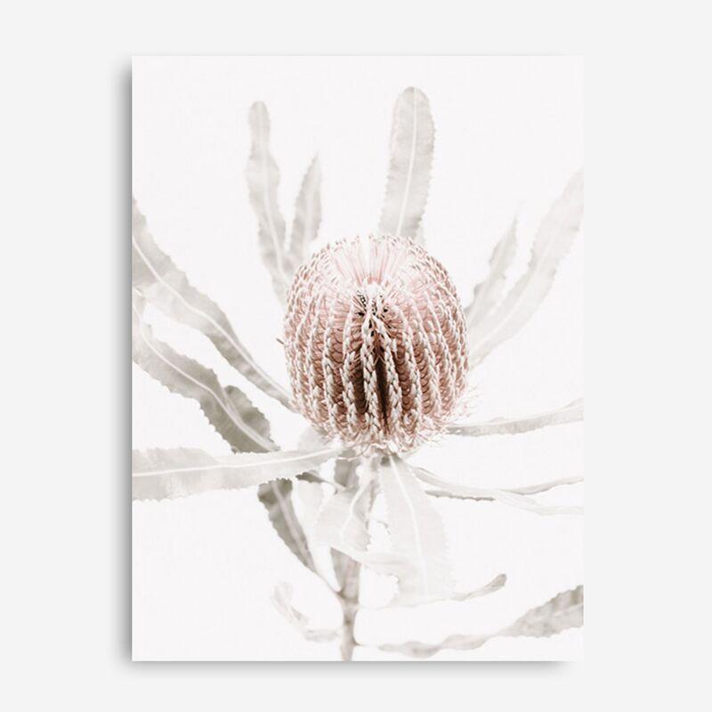 Shop Banksia I Photo Canvas Print a floral themed photography framed stretched canvas print from The Print Emporium wall artwork collection - Buy Australian made prints for the home and your interior decor space, TPE-520-CA-35X46-NF