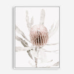 Shop Banksia I Photo Canvas Print a floral themed photography framed stretched canvas print from The Print Emporium wall artwork collection - Buy Australian made prints for the home and your interior decor space, TPE-520-CA-35X46-NF