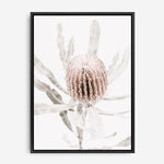 Shop Banksia I Photo Canvas Print a floral themed photography framed stretched canvas print from The Print Emporium wall artwork collection - Buy Australian made prints for the home and your interior decor space, TPE-520-CA-35X46-NF