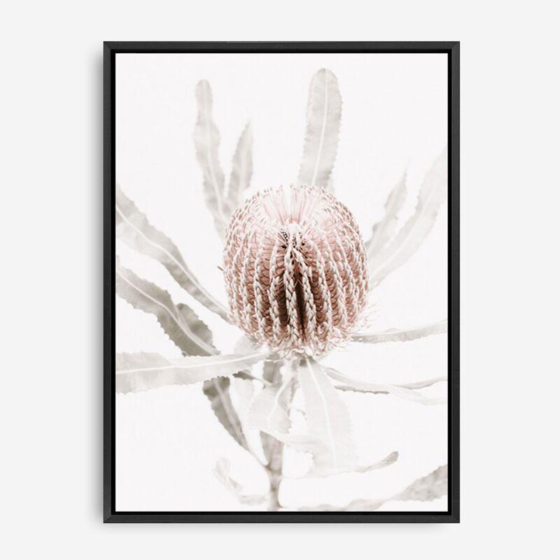 Shop Banksia I Photo Canvas Print a floral themed photography framed stretched canvas print from The Print Emporium wall artwork collection - Buy Australian made prints for the home and your interior decor space, TPE-520-CA-35X46-NF