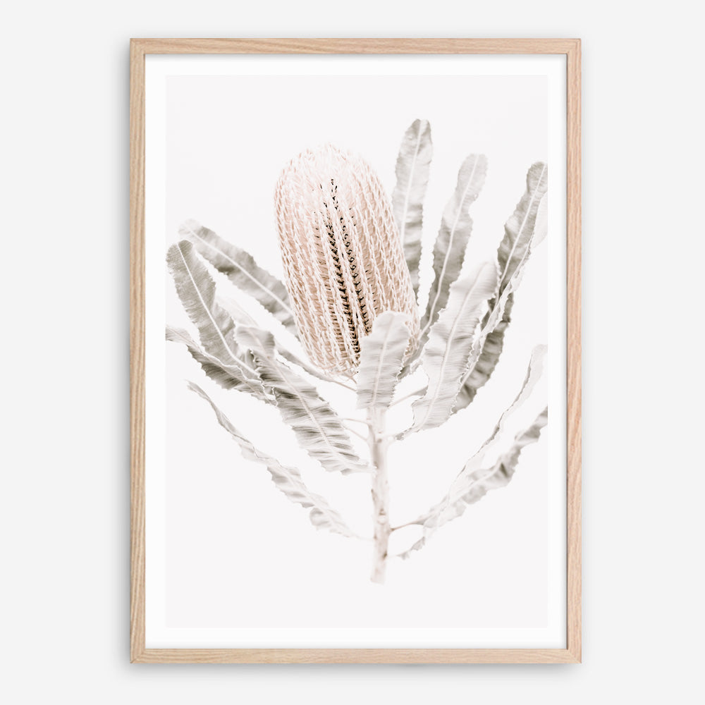 Shop Banksia III Photo Art Print a floral themed photography wall art print from The Print Emporium wall artwork collection - Buy Australian made fine art poster and framed prints for the home and your interior decor room, TPE-521-AP
