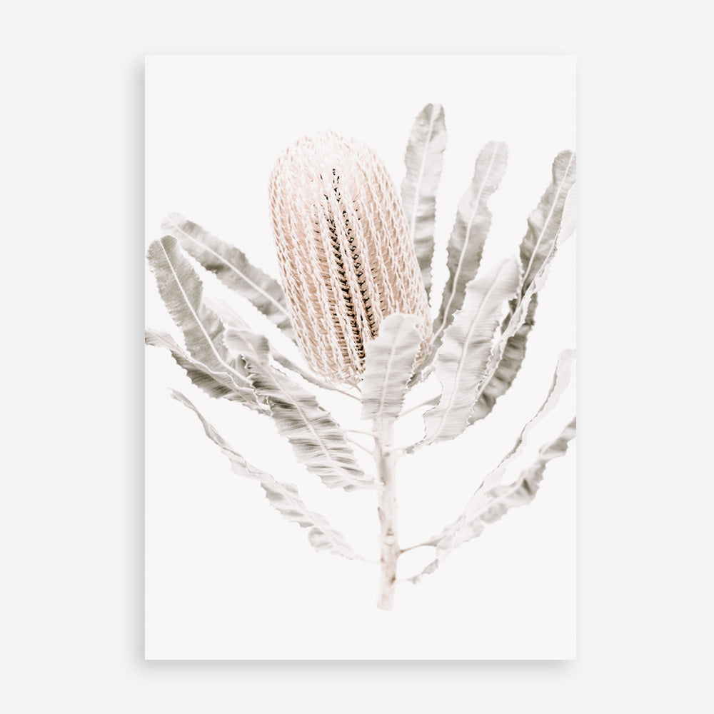 Shop Banksia III Photo Art Print a floral themed photography wall art print from The Print Emporium wall artwork collection - Buy Australian made fine art poster and framed prints for the home and your interior decor room, TPE-521-AP