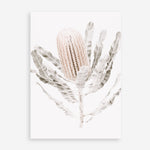 Shop Banksia III Photo Art Print a floral themed photography wall art print from The Print Emporium wall artwork collection - Buy Australian made fine art poster and framed prints for the home and your interior decor room, TPE-521-AP