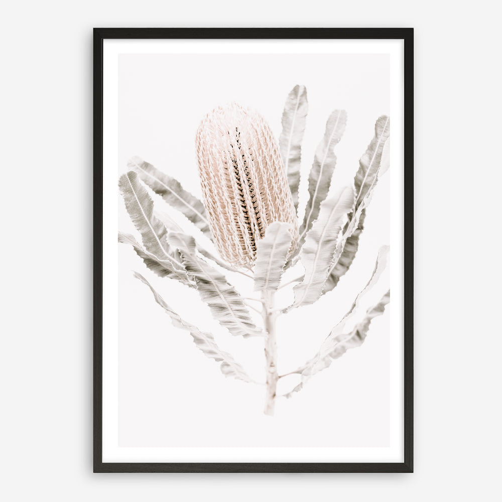 Shop Banksia III Photo Art Print a floral themed photography wall art print from The Print Emporium wall artwork collection - Buy Australian made fine art poster and framed prints for the home and your interior decor room, TPE-521-AP