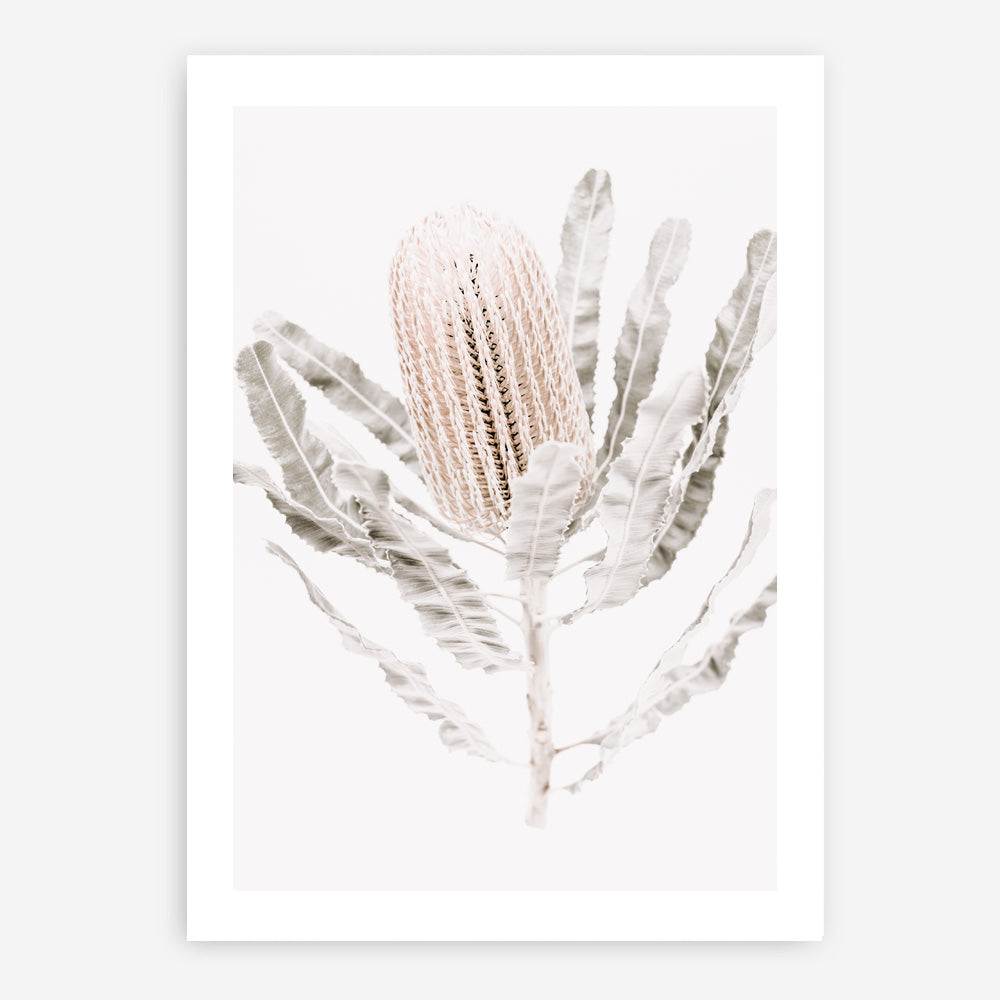 Shop Banksia III Photo Art Print a floral themed photography wall art print from The Print Emporium wall artwork collection - Buy Australian made fine art poster and framed prints for the home and your interior decor room, TPE-521-AP