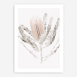 Shop Banksia III Photo Art Print a floral themed photography wall art print from The Print Emporium wall artwork collection - Buy Australian made fine art poster and framed prints for the home and your interior decor room, TPE-521-AP