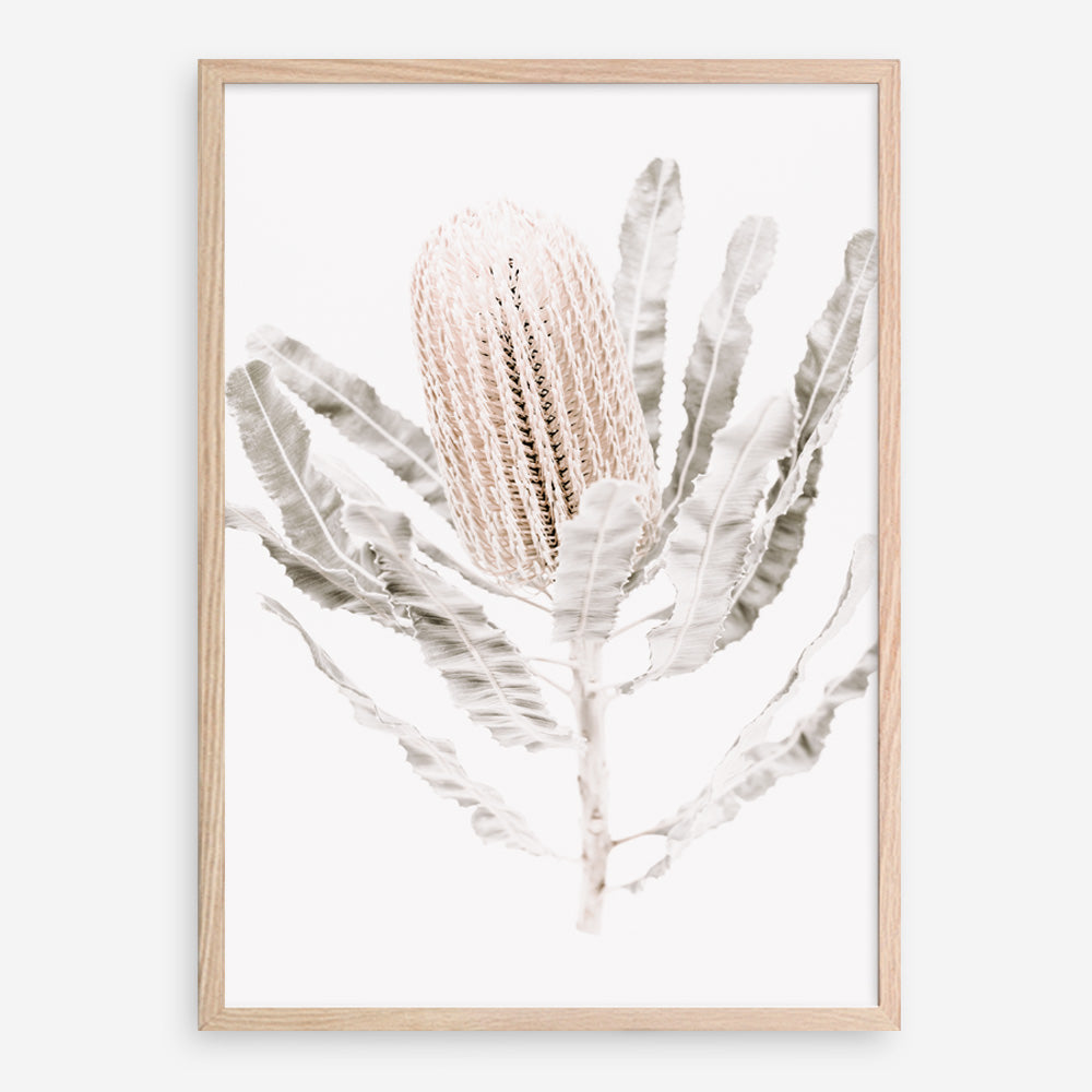 Shop Banksia III Photo Art Print a floral themed photography wall art print from The Print Emporium wall artwork collection - Buy Australian made fine art poster and framed prints for the home and your interior decor room, TPE-521-AP