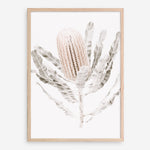 Shop Banksia III Photo Art Print a floral themed photography wall art print from The Print Emporium wall artwork collection - Buy Australian made fine art poster and framed prints for the home and your interior decor room, TPE-521-AP