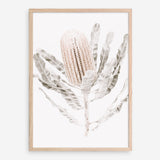 Shop Banksia III Photo Art Print a floral themed photography wall art print from The Print Emporium wall artwork collection - Buy Australian made fine art poster and framed prints for the home and your interior decor room, TPE-521-AP
