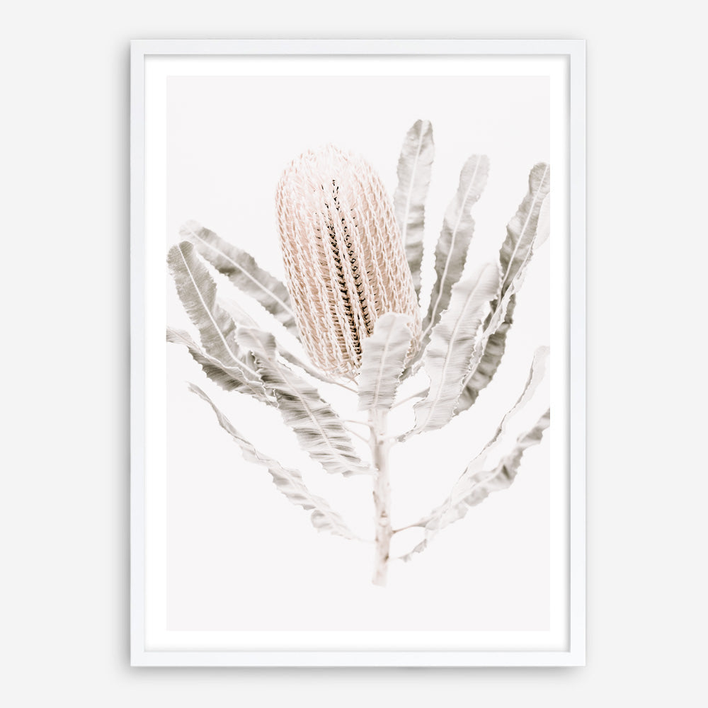 Shop Banksia III Photo Art Print a floral themed photography wall art print from The Print Emporium wall artwork collection - Buy Australian made fine art poster and framed prints for the home and your interior decor room, TPE-521-AP