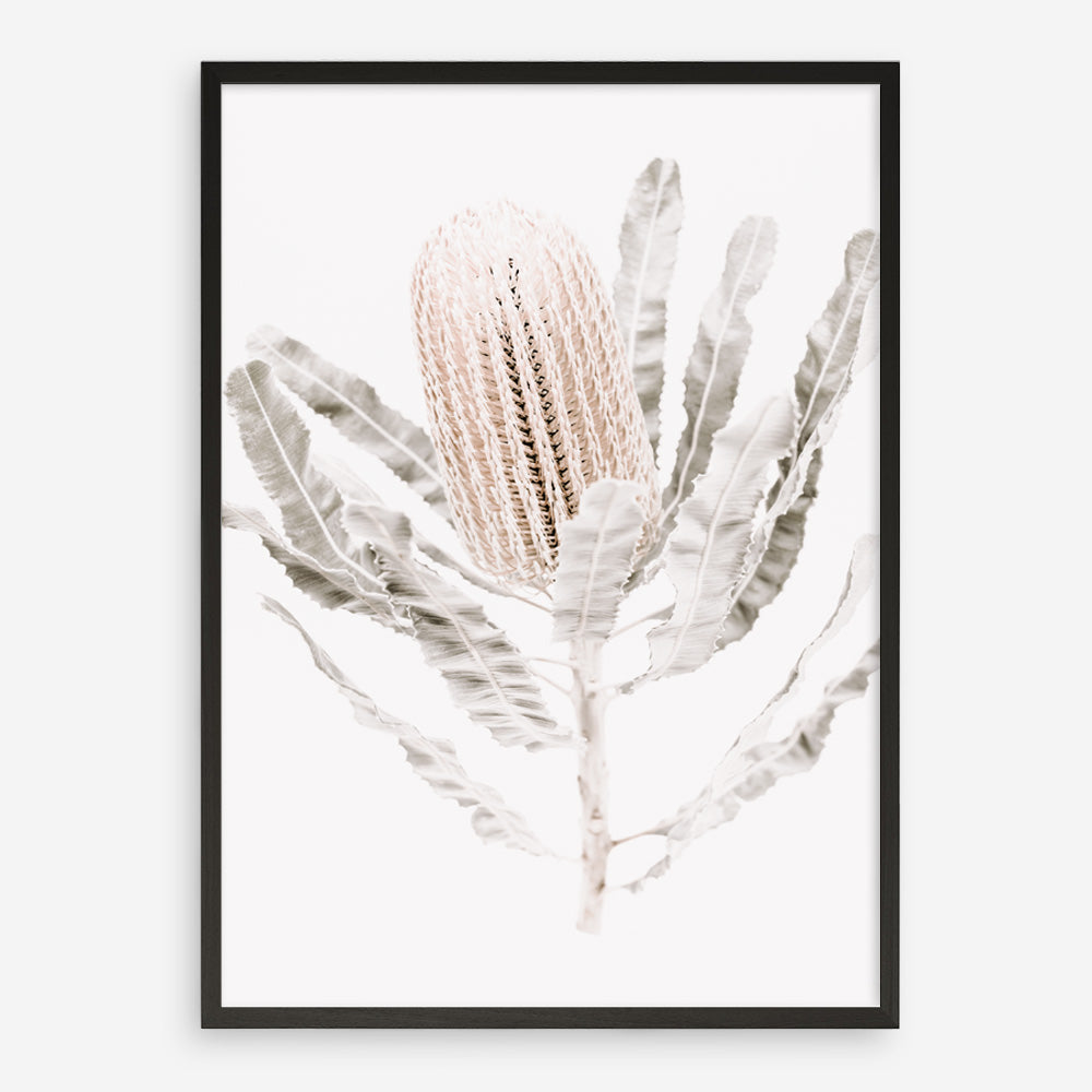 Shop Banksia III Photo Art Print a floral themed photography wall art print from The Print Emporium wall artwork collection - Buy Australian made fine art poster and framed prints for the home and your interior decor room, TPE-521-AP