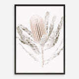 Shop Banksia III Photo Art Print a floral themed photography wall art print from The Print Emporium wall artwork collection - Buy Australian made fine art poster and framed prints for the home and your interior decor room, TPE-521-AP