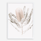 Shop Banksia III Photo Art Print a floral themed photography wall art print from The Print Emporium wall artwork collection - Buy Australian made fine art poster and framed prints for the home and your interior decor room, TPE-521-AP