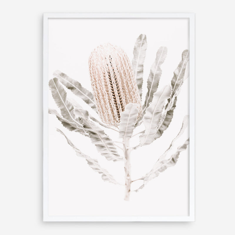 Shop Banksia III Photo Art Print a floral themed photography wall art print from The Print Emporium wall artwork collection - Buy Australian made fine art poster and framed prints for the home and your interior decor room, TPE-521-AP