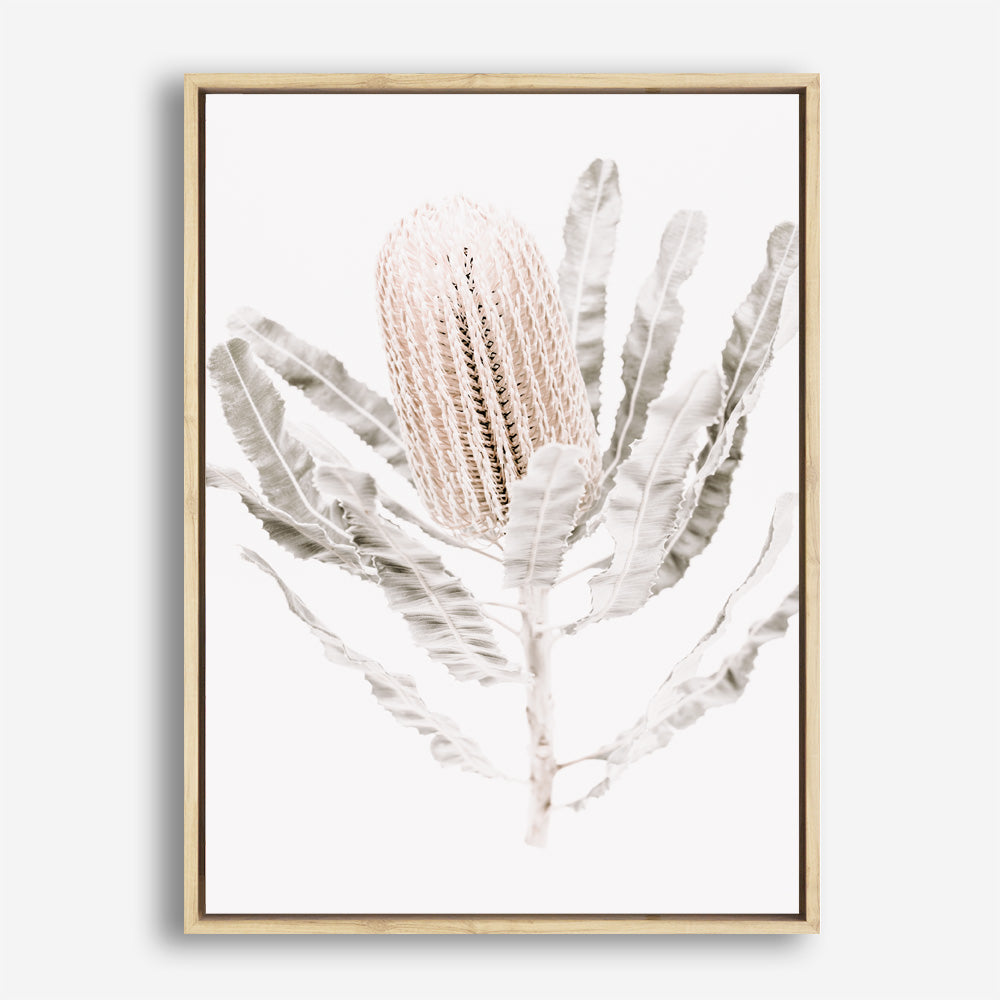 Shop Banksia III Photo Canvas Print a floral themed photography framed stretched canvas print from The Print Emporium wall artwork collection - Buy Australian made prints for the home and your interior decor space, TPE-521-CA-35X46-NF