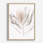 Shop Banksia III Photo Canvas Print a floral themed photography framed stretched canvas print from The Print Emporium wall artwork collection - Buy Australian made prints for the home and your interior decor space, TPE-521-CA-35X46-NF
