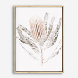 Shop Banksia III Photo Canvas Print a floral themed photography framed stretched canvas print from The Print Emporium wall artwork collection - Buy Australian made prints for the home and your interior decor space, TPE-521-CA-35X46-NF