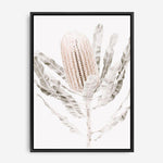 Shop Banksia III Photo Canvas Print a floral themed photography framed stretched canvas print from The Print Emporium wall artwork collection - Buy Australian made prints for the home and your interior decor space, TPE-521-CA-35X46-NF