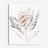 Shop Banksia III Photo Canvas Print a floral themed photography framed stretched canvas print from The Print Emporium wall artwork collection - Buy Australian made prints for the home and your interior decor space, TPE-521-CA-35X46-NF