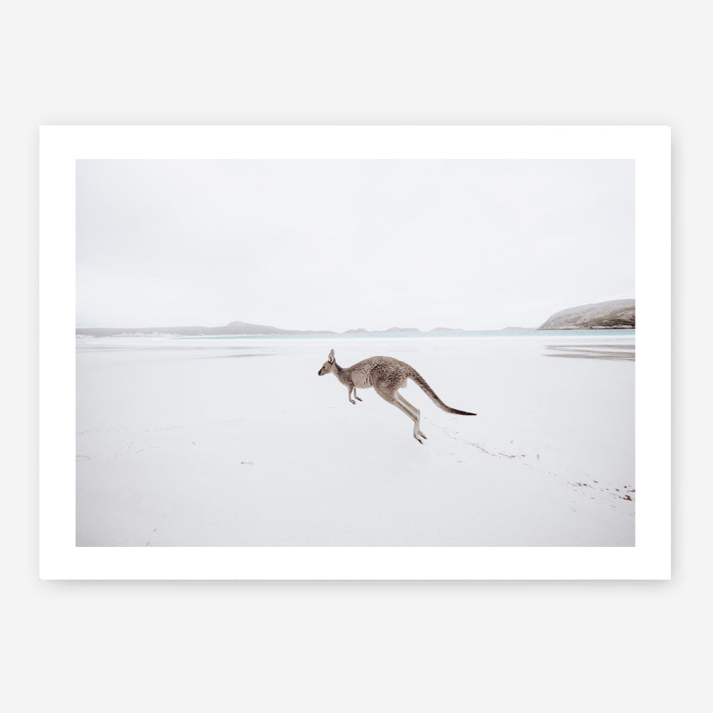 Shop Beach Kangaroo Photo Art Print a coastal themed photography wall art print from The Print Emporium wall artwork collection - Buy Australian made fine art poster and framed prints for the home and your interior decor, TPE-1006-AP