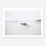 Shop Beach Kangaroo Photo Art Print a coastal themed photography wall art print from The Print Emporium wall artwork collection - Buy Australian made fine art poster and framed prints for the home and your interior decor, TPE-1006-AP