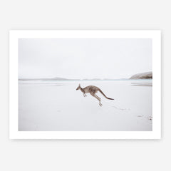 Shop Beach Kangaroo Photo Art Print a coastal themed photography wall art print from The Print Emporium wall artwork collection - Buy Australian made fine art poster and framed prints for the home and your interior decor, TPE-1006-AP