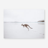 Shop Beach Kangaroo Photo Art Print a coastal themed photography wall art print from The Print Emporium wall artwork collection - Buy Australian made fine art poster and framed prints for the home and your interior decor, TPE-1006-AP