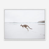 Shop Beach Kangaroo Photo Canvas Print a coastal themed photography framed stretched canvas print from The Print Emporium wall artwork collection - Buy Australian made prints for the home and your interior decor space, TPE-1006-CA-35X46-NF