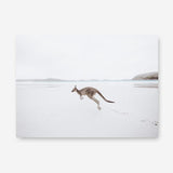 Shop Beach Kangaroo Photo Canvas Print a coastal themed photography framed stretched canvas print from The Print Emporium wall artwork collection - Buy Australian made prints for the home and your interior decor space, TPE-1006-CA-35X46-NF