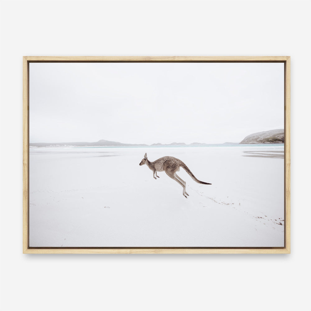 Shop Beach Kangaroo Photo Canvas Print a coastal themed photography framed stretched canvas print from The Print Emporium wall artwork collection - Buy Australian made prints for the home and your interior decor space, TPE-1006-CA-35X46-NF