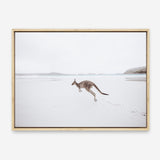 Shop Beach Kangaroo Photo Canvas Print a coastal themed photography framed stretched canvas print from The Print Emporium wall artwork collection - Buy Australian made prints for the home and your interior decor space, TPE-1006-CA-35X46-NF