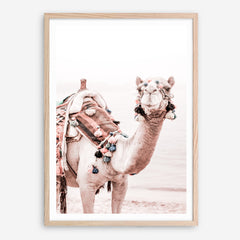 Shop Bedouin Camel I Photo Art Print a Moroccan desert boho themed photography wall art print from The Print Emporium wall artwork collection - Buy Australian made fine art poster and framed prints for the home and your interior decor room, TPE-839-AP