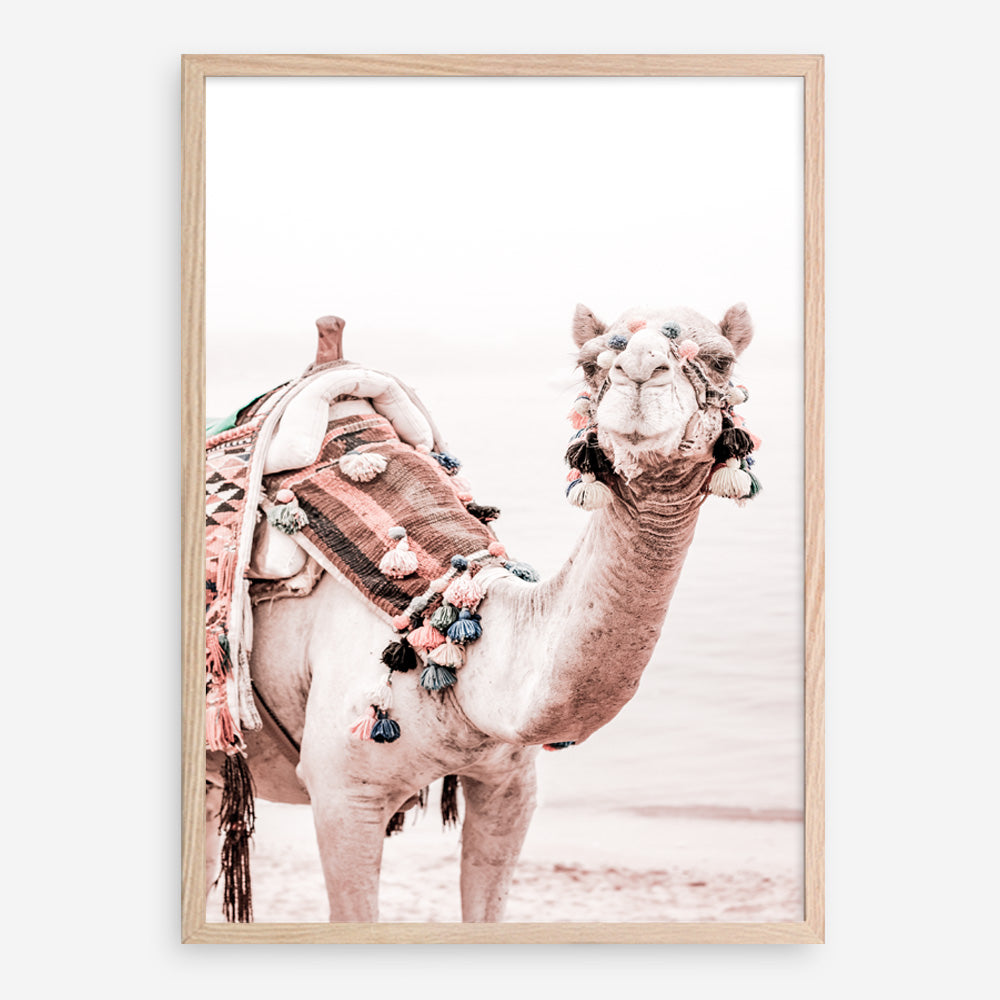 Shop Bedouin Camel I Photo Art Print a Moroccan desert boho themed photography wall art print from The Print Emporium wall artwork collection - Buy Australian made fine art poster and framed prints for the home and your interior decor room, TPE-839-AP