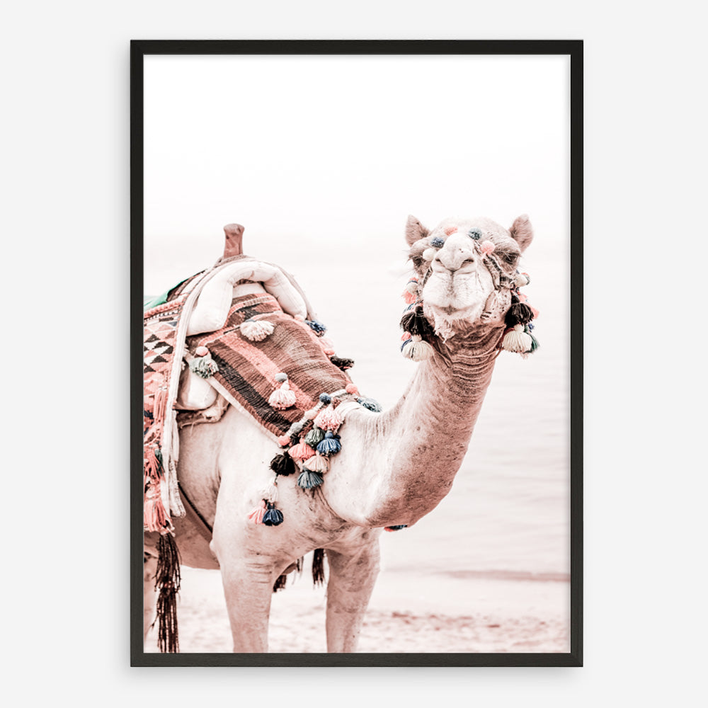 Shop Bedouin Camel I Photo Art Print a Moroccan desert boho themed photography wall art print from The Print Emporium wall artwork collection - Buy Australian made fine art poster and framed prints for the home and your interior decor room, TPE-839-AP