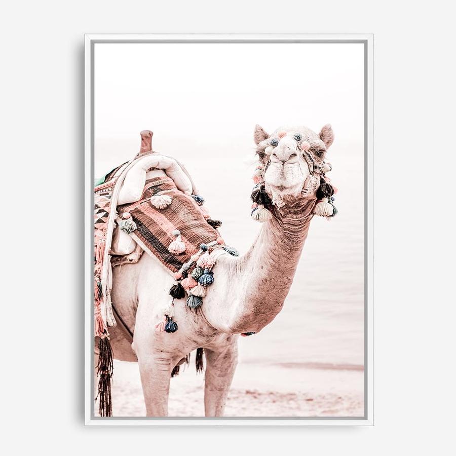Shop Bedouin Camel I Photo Canvas Print a Moroccan desert boho themed photography framed stretched canvas print from The Print Emporium wall artwork collection - Buy Australian made prints for the home and your interior decor space, TPE-839-CA-35X46-NF