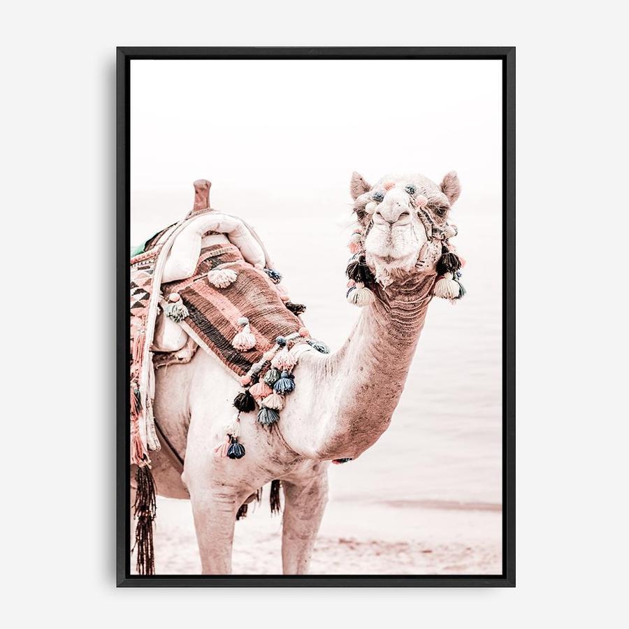 Shop Bedouin Camel I Photo Canvas Print a Moroccan desert boho themed photography framed stretched canvas print from The Print Emporium wall artwork collection - Buy Australian made prints for the home and your interior decor space, TPE-839-CA-35X46-NF