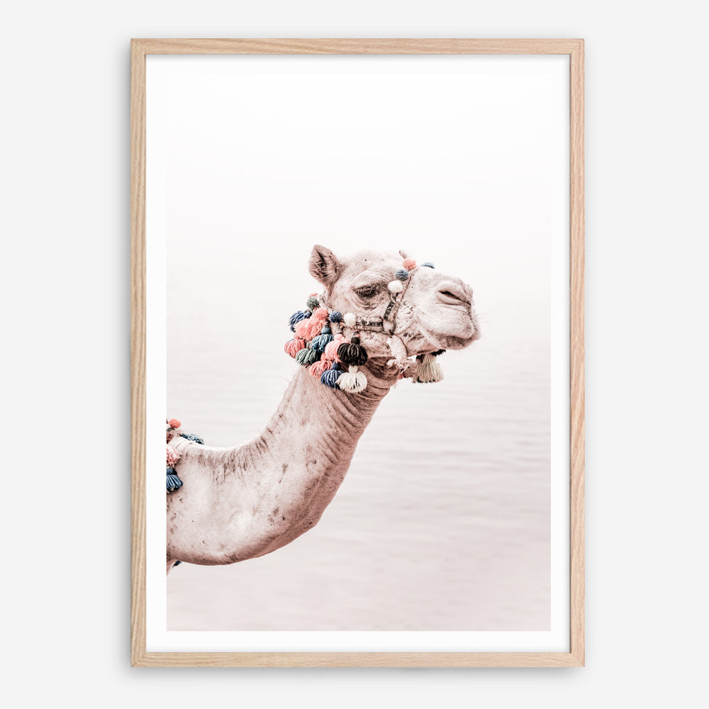 Shop Bedouin Camel II Photo Art Print a Moroccan desert boho themed photography wall art print from The Print Emporium wall artwork collection - Buy Australian made fine art poster and framed prints for the home and your interior decor room, TPE-840-AP