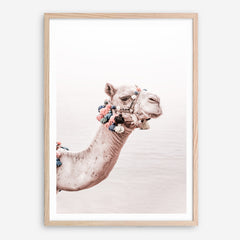 Shop Bedouin Camel II Photo Art Print a Moroccan desert boho themed photography wall art print from The Print Emporium wall artwork collection - Buy Australian made fine art poster and framed prints for the home and your interior decor room, TPE-840-AP