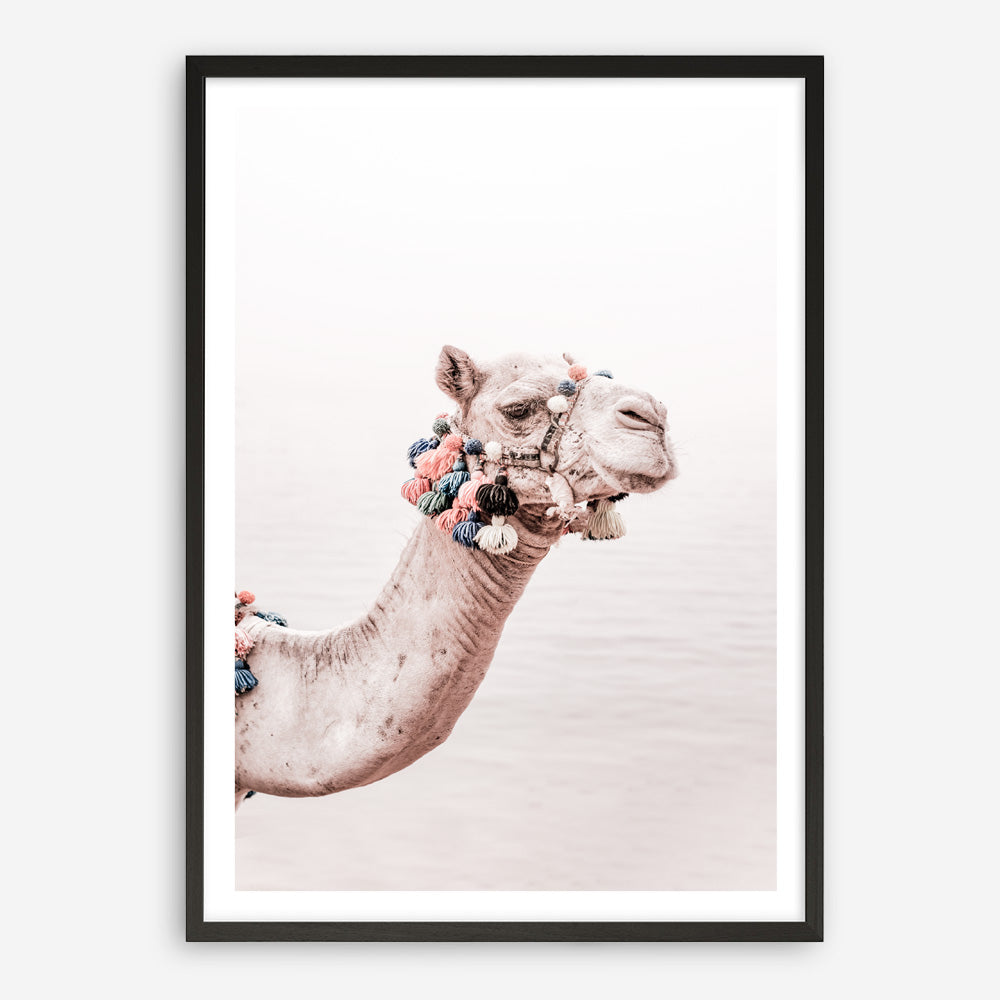 Shop Bedouin Camel II Photo Art Print a Moroccan desert boho themed photography wall art print from The Print Emporium wall artwork collection - Buy Australian made fine art poster and framed prints for the home and your interior decor room, TPE-840-AP