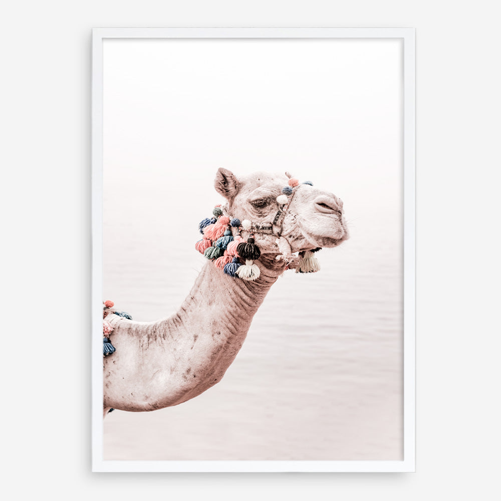 Shop Bedouin Camel II Photo Art Print a Moroccan desert boho themed photography wall art print from The Print Emporium wall artwork collection - Buy Australian made fine art poster and framed prints for the home and your interior decor room, TPE-840-AP