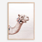 Shop Bedouin Camel II Photo Art Print a Moroccan desert boho themed photography wall art print from The Print Emporium wall artwork collection - Buy Australian made fine art poster and framed prints for the home and your interior decor room, TPE-840-AP