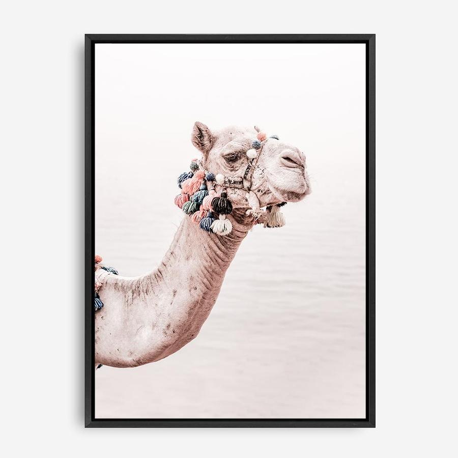 Shop Bedouin Camel II Photo Canvas Print a Moroccan desert boho themed photography framed stretched canvas print from The Print Emporium wall artwork collection - Buy Australian made prints for the home and your interior decor space, TPE-840-CA-35X46-NF