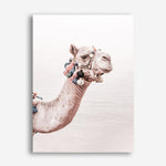 Shop Bedouin Camel II Photo Canvas Print a Moroccan desert boho themed photography framed stretched canvas print from The Print Emporium wall artwork collection - Buy Australian made prints for the home and your interior decor space, TPE-840-CA-35X46-NF