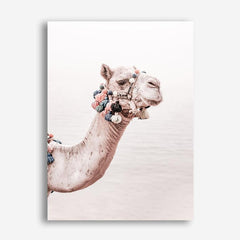 Shop Bedouin Camel II Photo Canvas Print a Moroccan desert boho themed photography framed stretched canvas print from The Print Emporium wall artwork collection - Buy Australian made prints for the home and your interior decor space, TPE-840-CA-35X46-NF